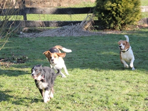 Rocky und Ringo